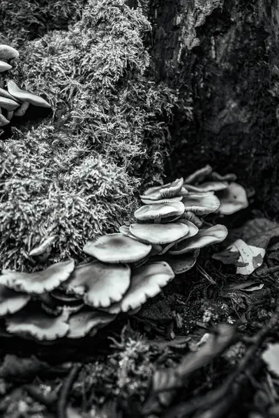 Ormanda, doğada ve arka planda mantarlar