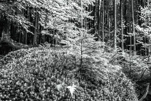 Doğanın güzel manzarası