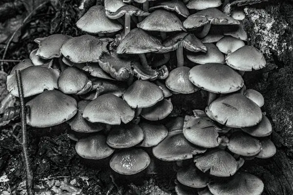 Siyah ve beyaz bir ormanda siyah mantar