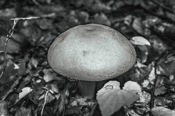 Ormandaki mantarın siyah ve beyaz görüntüsü