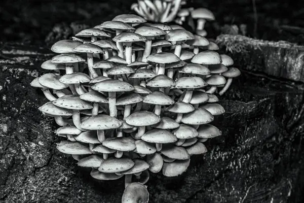 Ağaçtaki mantarlar