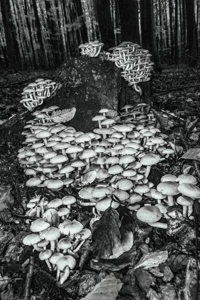 Ormandaki mantarın siyah ve beyaz görüntüsü.