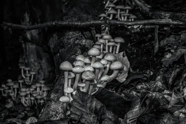 Ormandaki ağaçtaki yosunlu mantar grubu..