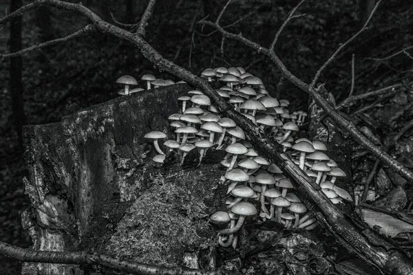 Ormanda siyah ve beyaz mantarlar