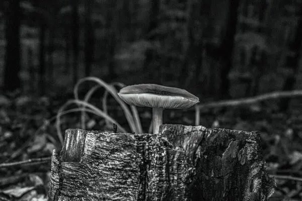 Bir mantarın siyah beyaz fotoğrafı