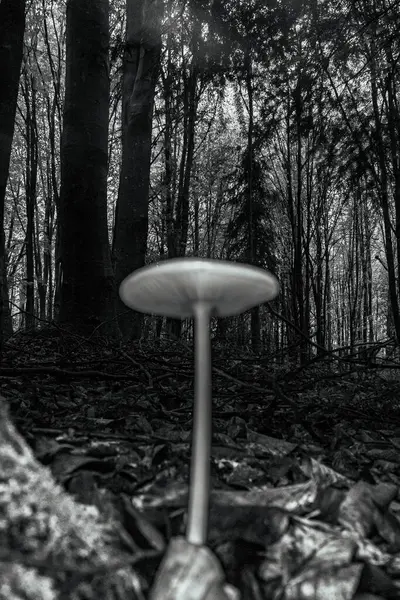 Mantarın siyah beyaz resmi