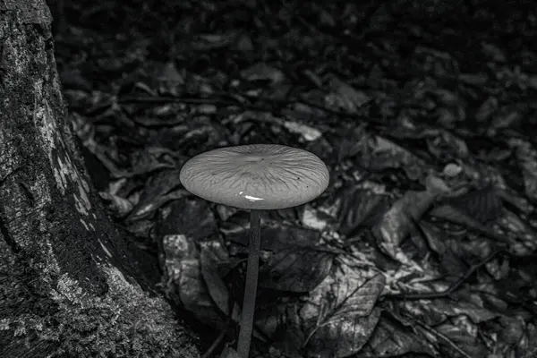 Sabah ormandaki mantarlar