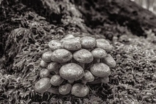 Siyah ve beyaz bir mantara yaklaş.