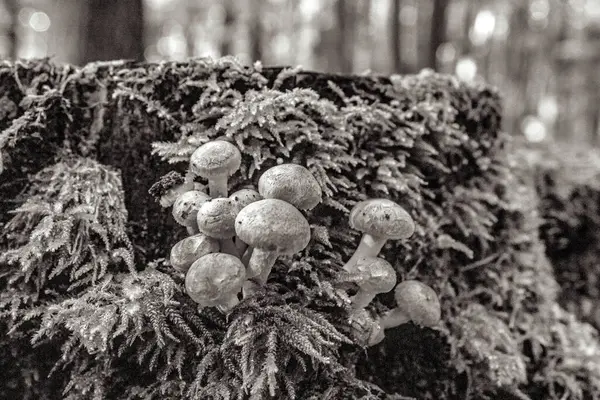 Ormanın siyah beyaz fotoğrafını çek.