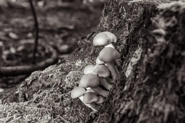 Sonbaharda ormanda siyah beyaz mantarlar