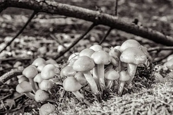 taze yenilebilir mantar Grup