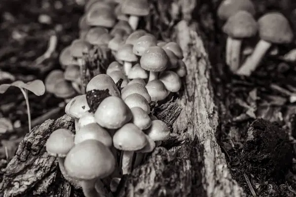 Ormanda büyüyen mantar.