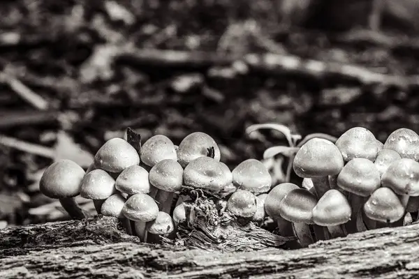 Tahta bir masada mantar.