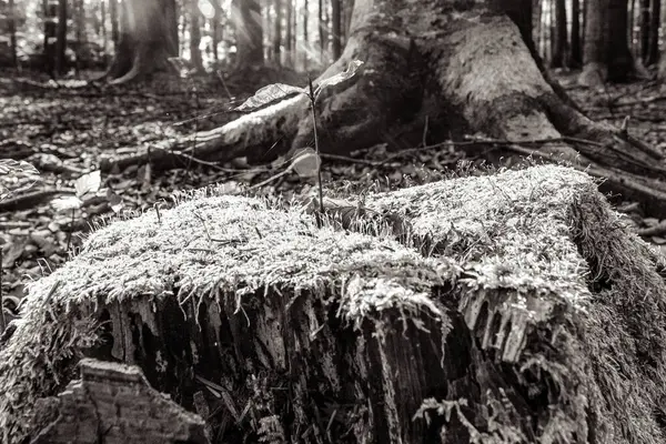 Devrilmiş ağaç gövdesi olan eski ağaç kütüğü