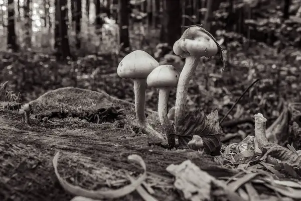 bir orman içinde büyüyen mantar