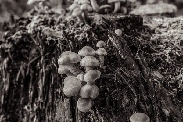 Ormanda mantarlar, siyah ve beyaz