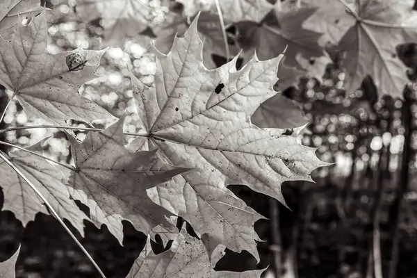 Ağaçta sonbahar yaprakları, sonbahar mevsimi