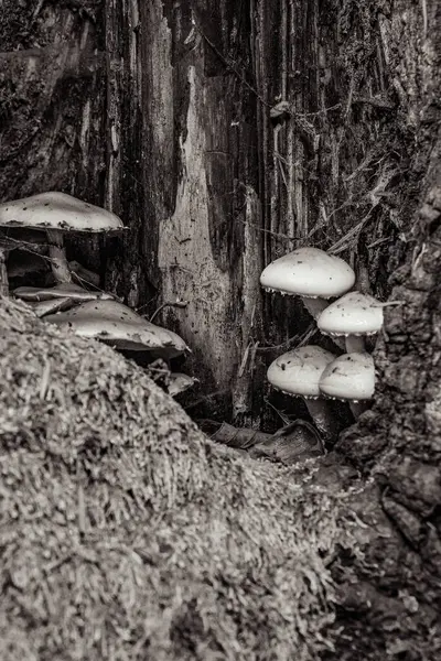 Ormanda mantarlar, doğal arka plan.