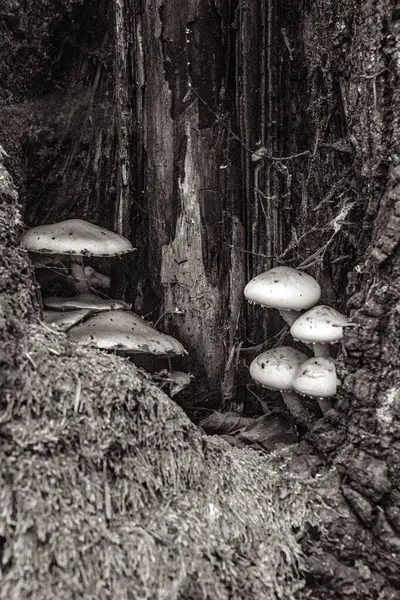 Ormanda siyah beyaz mantarların dikey çekimi.