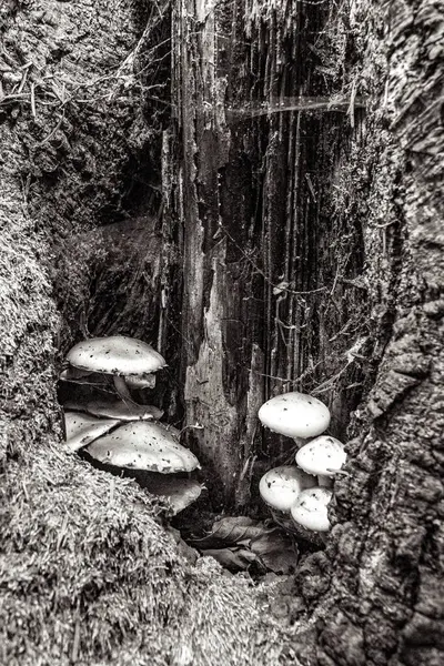 Ormanda yaşlı ve kirli bir kütük.