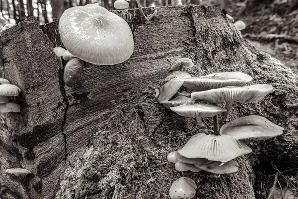 Ormandaki yaşlı bir ağaçtaki mantarlar, siyah ve beyaz..