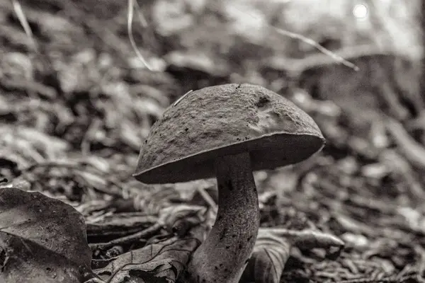 Ormandaki mantarların yakın plan çekimi.