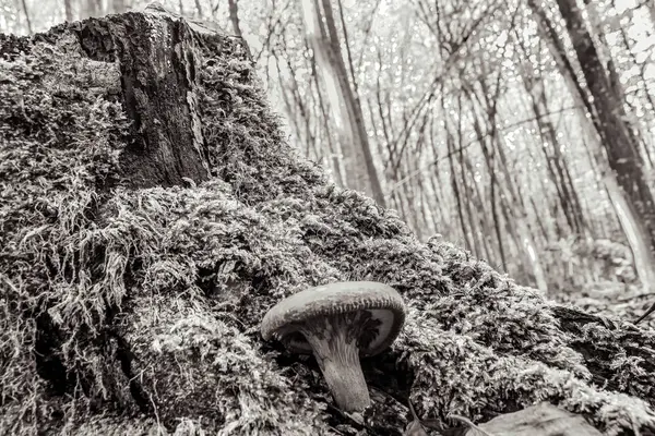 Ormanda siyah beyaz mantarlar