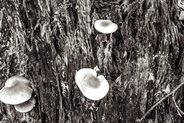 Bir mantara yaklaş.