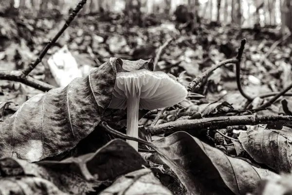 Ormanın arka planında beyaz mantarlar ve beyaz bir mantar..