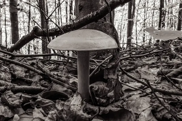 sonbahar ormanda mantar