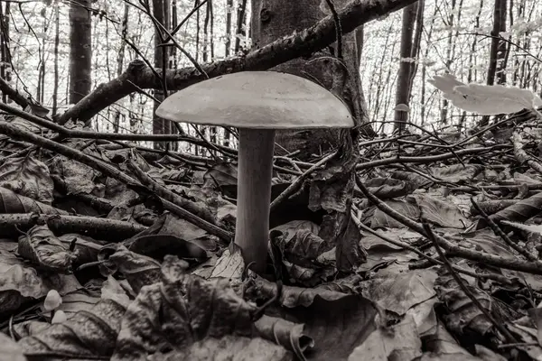 Şapkalı beyaz mantar.