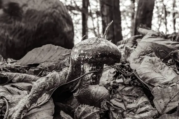 Yakın plan - ormandaki taze mantarların görüntüsü, doğa arka plan