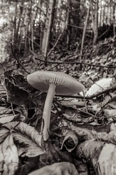 Sonbahar ormanındaki mantarlar