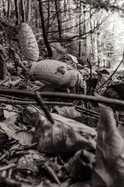 Sonbahar ormanı dökülen yapraklarla, sonbahar mevsimi