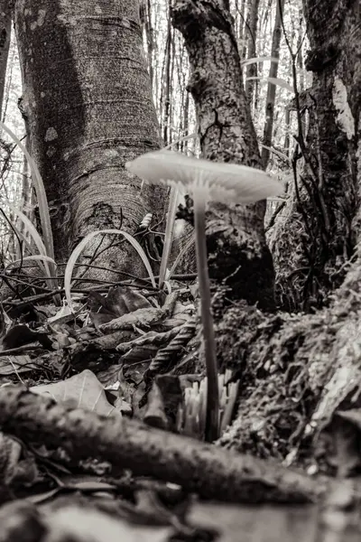 Ormandaki sandıkta mantar