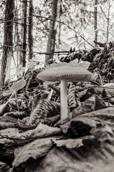 ormandaki beyaz mantar