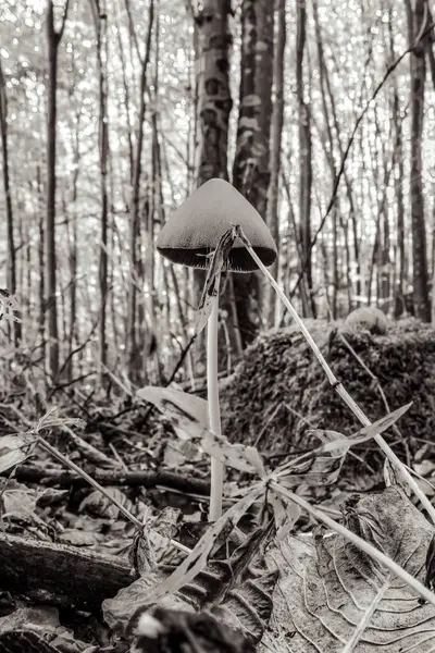 Ormanda sonbahar ağaçlarının arka planında bir orman mantarının siyah beyaz resmi.