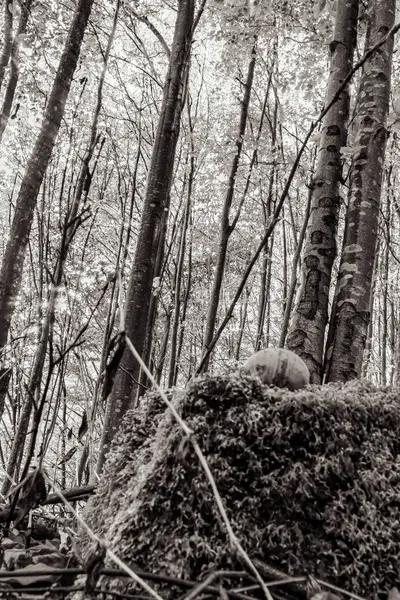 Sabah ormanın güzel manzarası