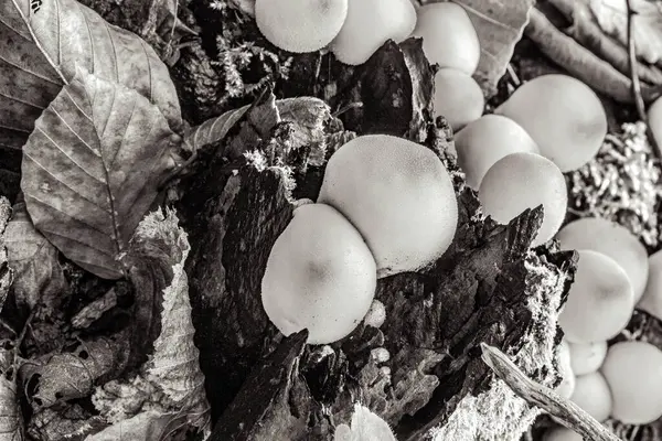 Ormanda mantarlar, bitki örtüsü