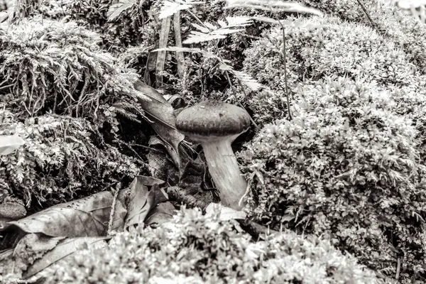 Ormandaki bir mantarın yakın plan çekimi.