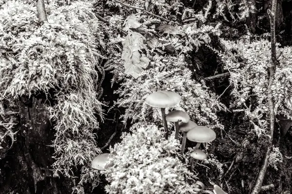 Kardaki ağaçtaki mantarlar