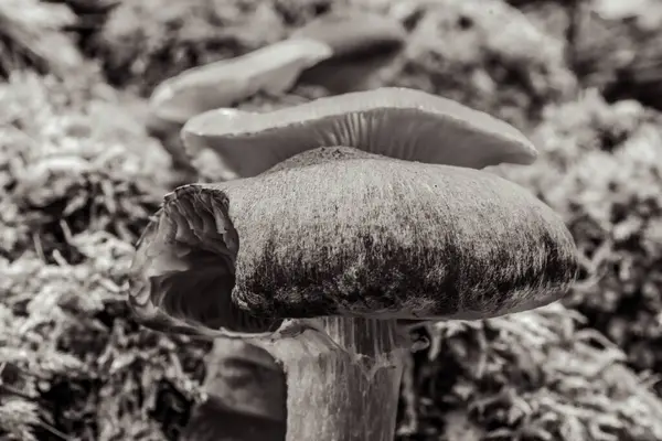 Bulanık arkaplanda bir mantarın dikey görüntüsü