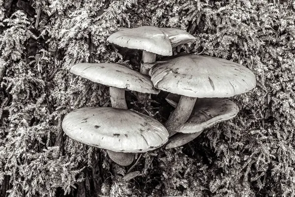 Ormanda bir grup mantar.