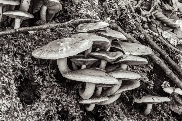 Yerdeki farklı mantarların yakın plan çekimi.