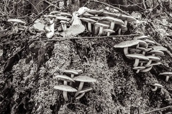 Ormanda mantar, doğada bitki örtüsü.