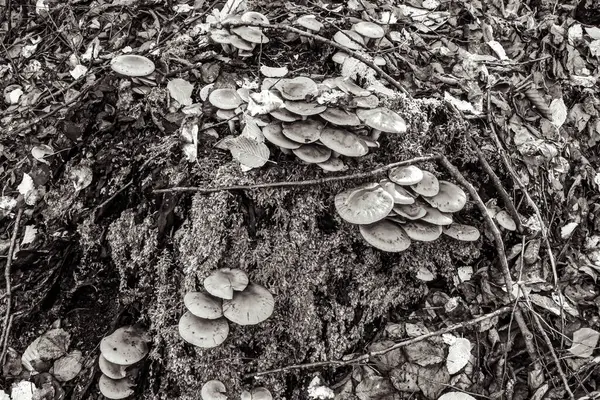 Ormanda büyüyen mantarlar