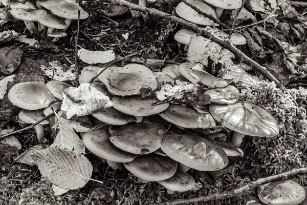 Sonbahar ormanında mantar mantarı