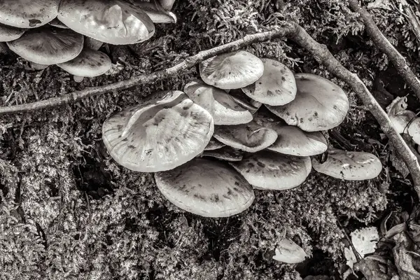 Ağaçta büyüyen mantarlar