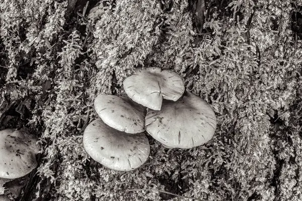 Ormanda büyüyen mantarlar