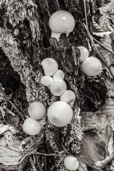 Ağaçtaki mantarlar, siyah ve beyaz